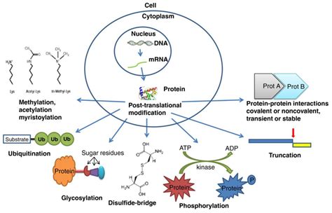Image result for Amino Acid Post-Translational Modification