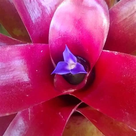 Neoregelia Fireball - Gabbar Farms