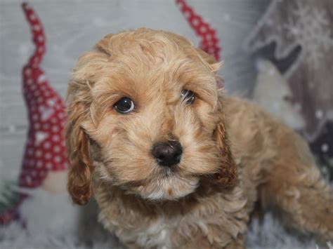 Image result for Female Cockapoo