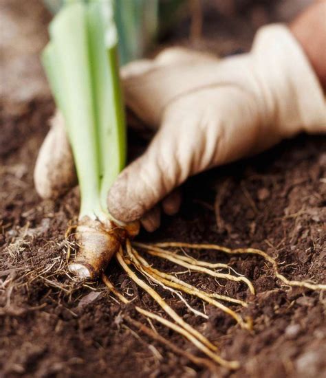 How to Grow Bearded Iris for the Most Flowers Possible