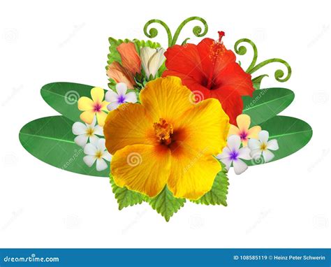 Hibiscus Flowers in Different Colors Stock Image - Image of flowers ...