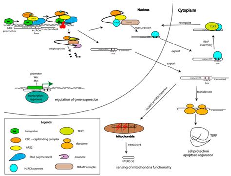 Biomolecules | Special Issue : Ribonucleoprotein Particles (RNPs): From ...