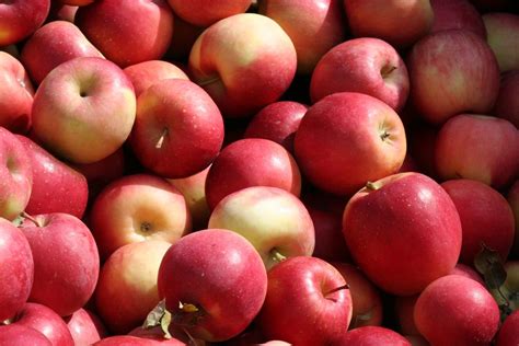 2024 Hilton Apple Fest - Sunday, Hilton Apple Fest, 6 October 2024 ...