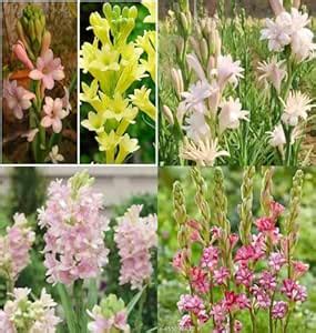 Rajnigandha flower bulbs tuberose plant seeds PACK OF 8 : Amazon.in ...