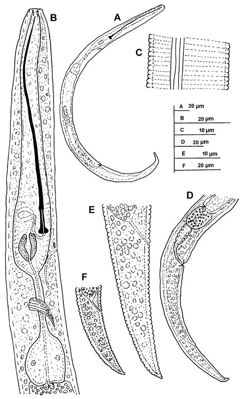 DNA Barcoding and Morphometry Reveal Further Cryptic Bio-Diversity within the Pin Nematode Genus ...