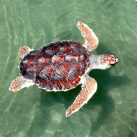 Sea Turtle 的图像结果