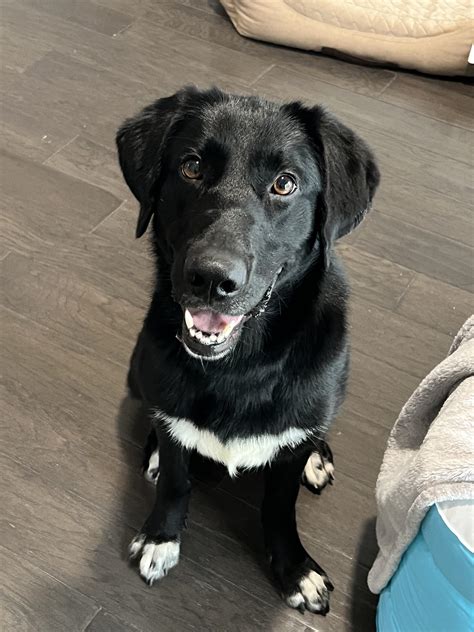 Lab Border Collie Mix Full Grown