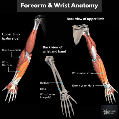 Forearm Muscle Pain Hand, Wrist, Forearm, And Elbow Muscle Imbalances