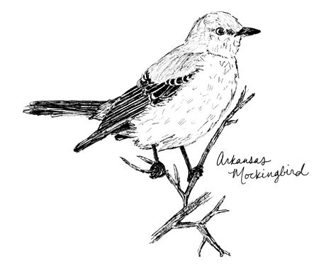 Mockingjay Bird Drawing