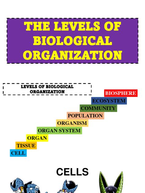 Organization of Organism Pic 的图像结果