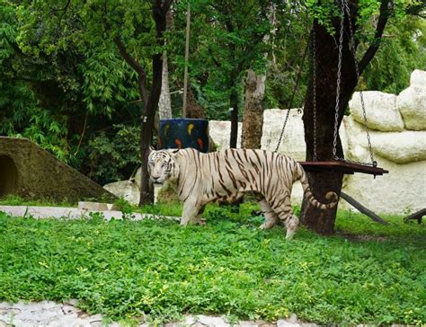 International Tiger Day Hyderabad Zoo Celebrations – Hyderabad Mail