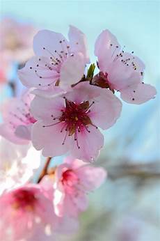 sfondi fiore fiori di pesco primavera colorato 183 foto gratis su pixabay sfondi fiore fiori di pesco primavera colorato 183 foto gratis su pixabay