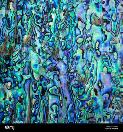 Abalone nacre shell Stock Photo, Royalty Free Image: 87650204 - Alamy