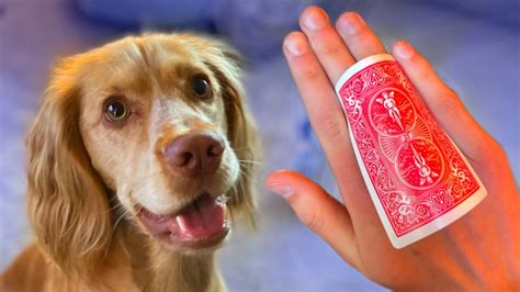 Magic Tricks for Dogs 的图像结果