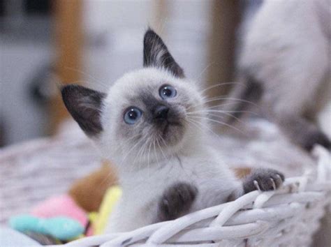 世界最贵的猫十大排名，阿瑟拉猫身价排第一_巴拉排行榜