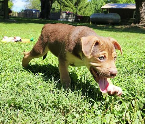 Trivia event set Jan. 21 by Hope Rescues