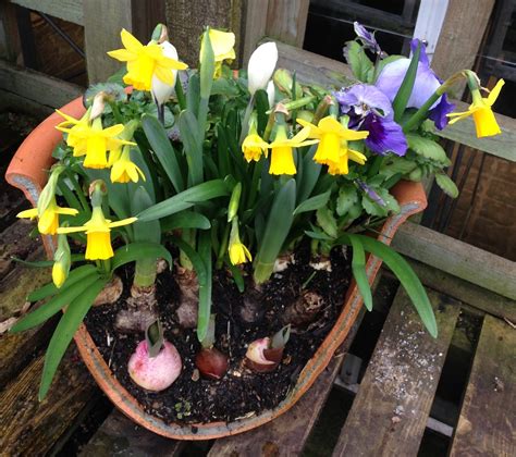 How Plant Bulbs In Pots at Brooke Fitzroy blog