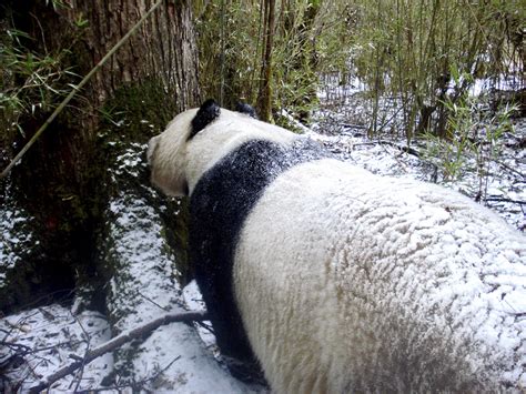 中国首只放归野外大熊猫张想被拍：野性十足_四川在线