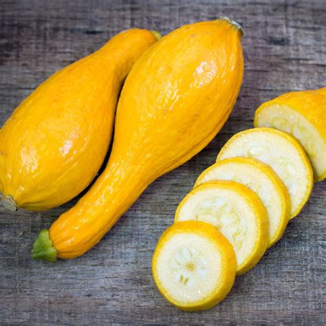 Summer Squash Looks Like A Gourd at Bobby Flores blog