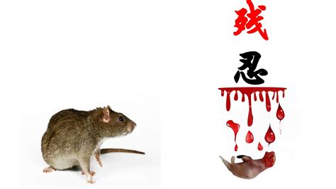 家里有老鼠怎么防治，消灭老鼠有哪些好办法？|猫|孔洞|卫生_新浪新闻