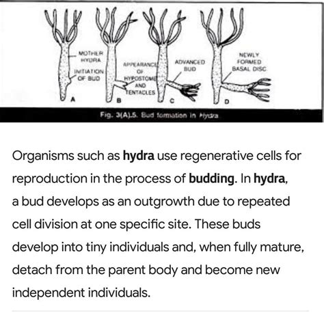 explain budding in Hydra - Brainly.in