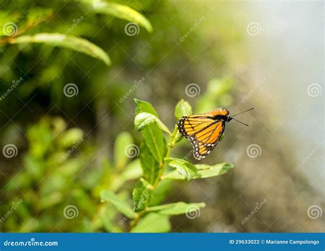 Viceroy Butterfly Limenitis Archippus Stock Photo - Image of limenitis, beautyinnature: 29633022