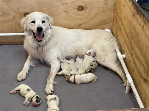 Raising Great Pyrenees Puppies