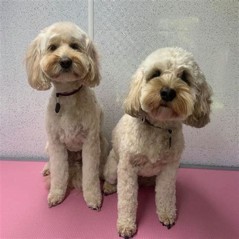Image result for Cockapoo Haircut Styles