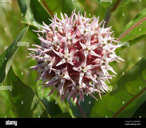 pink showy milkweed wildflowers near great falls, montana Stock Photo ...