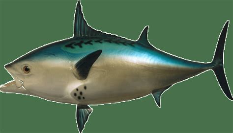 Realistic Fish Head | Encyclopedia SpongeBobia | Fandom