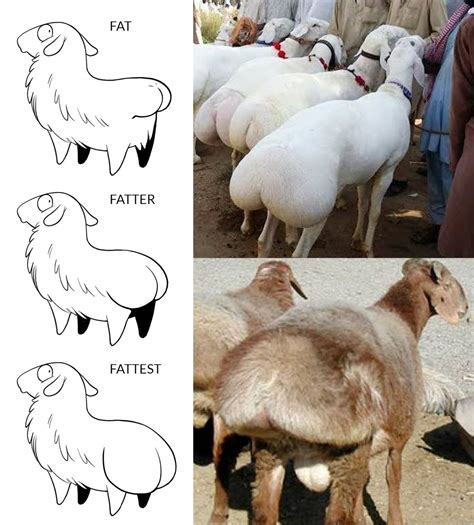 Worlds Fattest Sheep