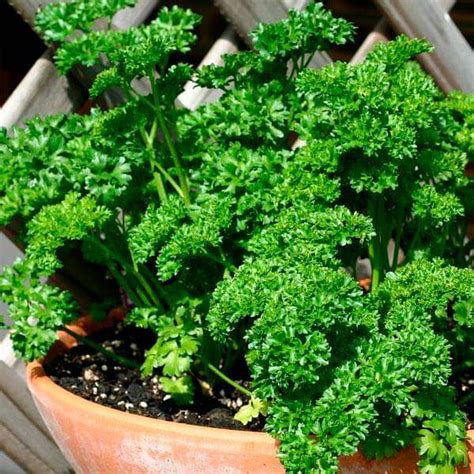 Buy Parsley Seeds online from Nurserylive at lowest price.