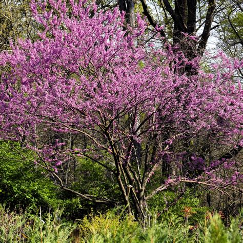 Eastern Redbud Tree