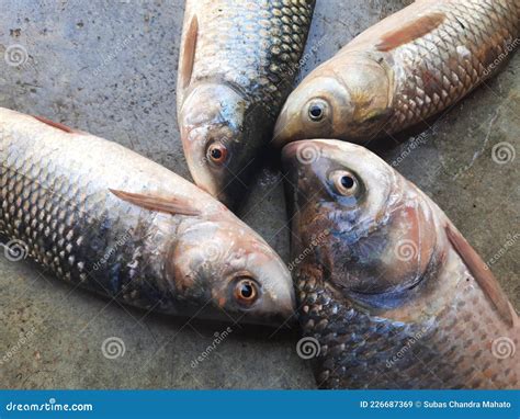 Rohu fish. stock image. Image of fishing, healthy, seafood - 226687369