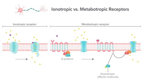 Ionotropic versus metabotropic receptors vector illustration diagram ...