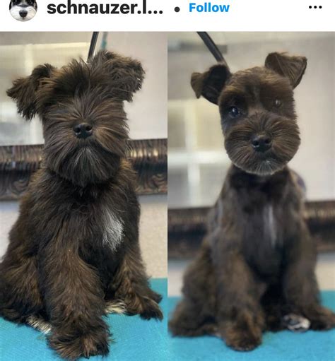 37 cute schnauzer haircut ideas all the different types and styles ...