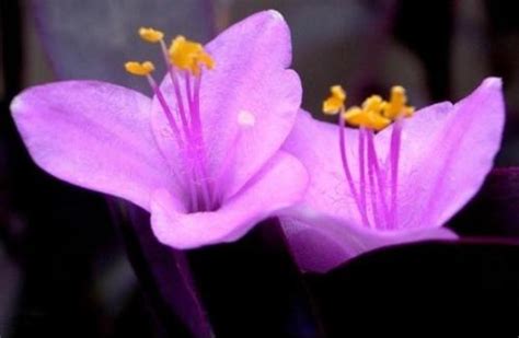 紫罗兰和玫瑰花，好养易活，颜值高的家庭盆栽