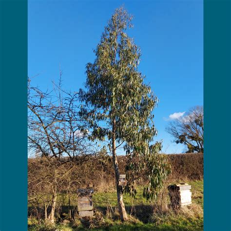 15 Different Eucalyptus Tree Types (And Classifications), 54% OFF