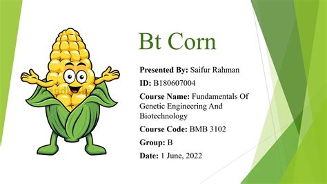 Bt corn is a genetically modified organism (GMO) that is created by ...