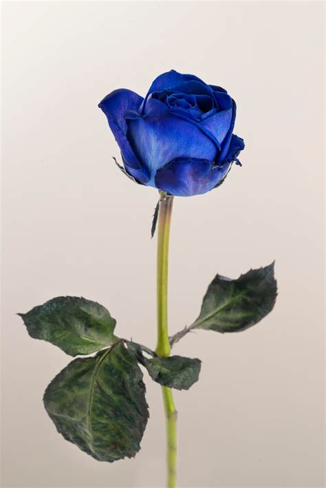 Blue rose Images - Free Download on Freepik