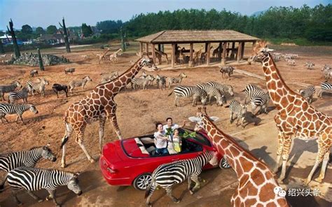 2022上海野生动物园游玩攻略,...兽区，野生动物园内的猎豹...【去哪儿攻略】