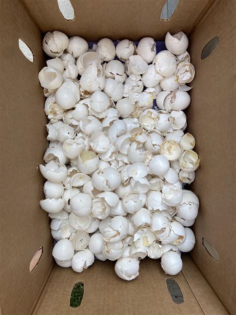 HowToBasic Cook Egg 的图像结果