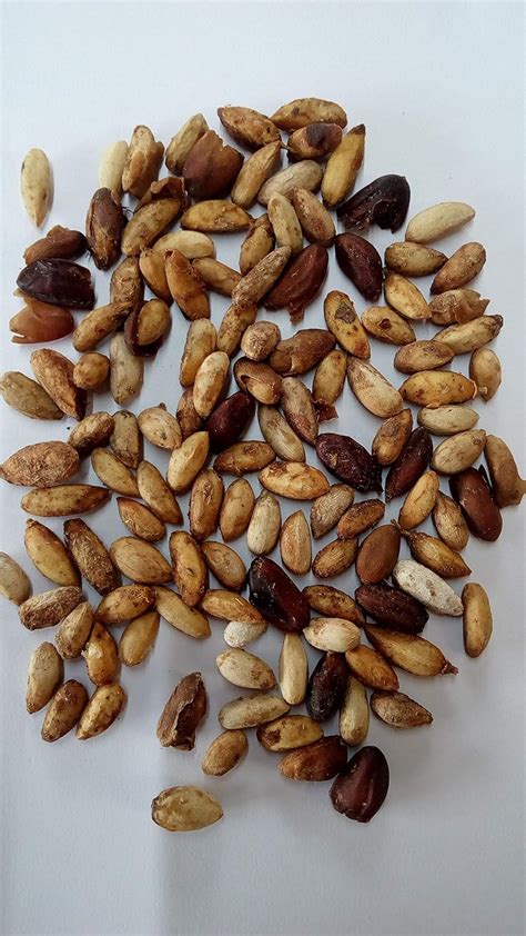 HUMAN BIRDS SEED Neem Tree Seeds, Vepa Ginjalu Tree Seeds, Azadirachta ...
