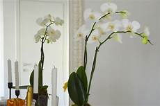 come curare le orchidee in vaso come curare le orchidee segreti per farle rifiorire e come curare le orchidee in vaso come curare le orchidee segreti per farle rifiorire e