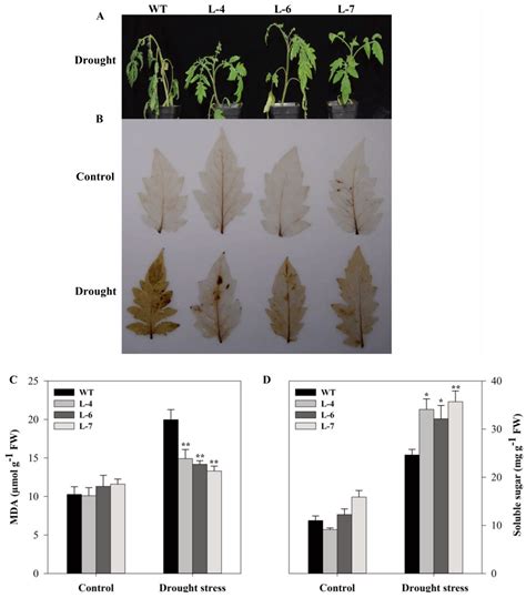 Overexpression of a Mitogen-Activated Protein Kinase SlMAPK3 Positively ...