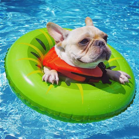 Are French Bulldogs Good Swimmers