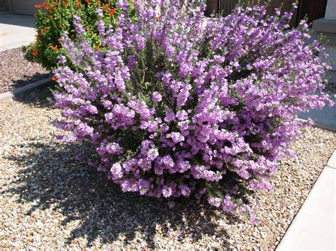 Shrubs Plants Texas - Garden Plant