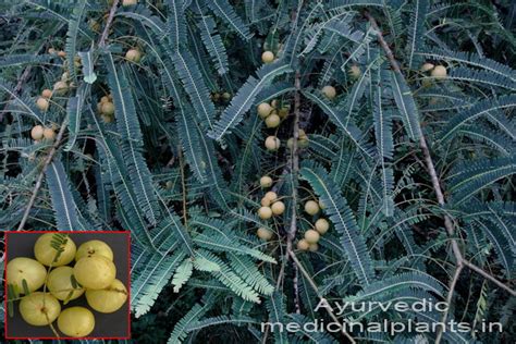 AMALAKI-HISTORY OF AYURVEDA | Ayurvedic Medicinal Plants