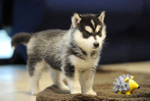 Cute Pomsky Dog Multicolour Poster PhotoPrint Print Photographic Paper ...