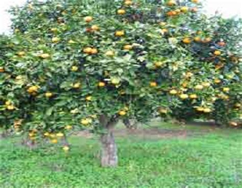 Products | Surabhi Nursery